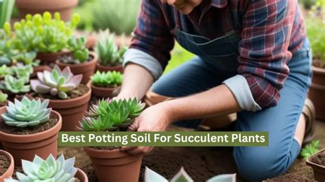 Which Is The Best Potting Soil For Succulent Plants