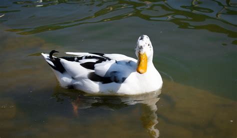 8 Beautiful Black And White Duck Breeds Farmhouse Guide