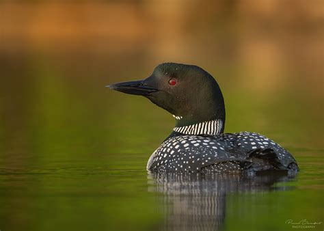 Common Loon Plongeons Huard Common Loon Plongeons Huar Flickr