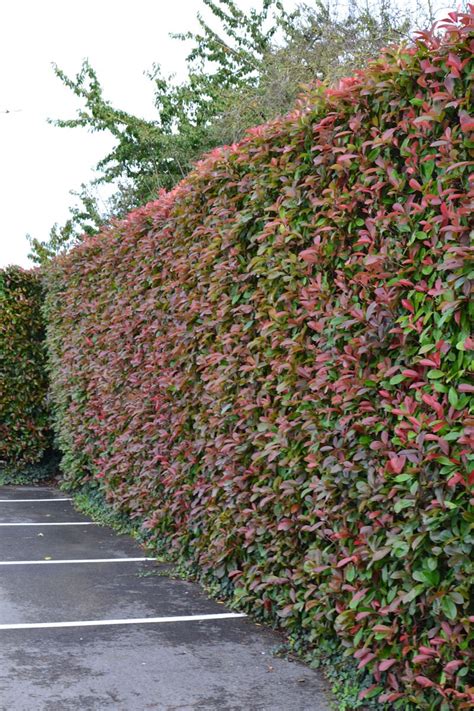 PHOTINIA x fraseri 'Red Robin', persistant - Pépinière du Penthièvre