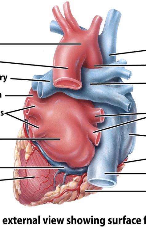 Posterior External Heart Diagram Quizlet