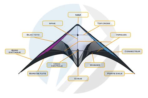 Anatomie D Un Cerf Volant