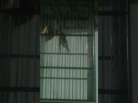 guru lagu cucak cungko youtube