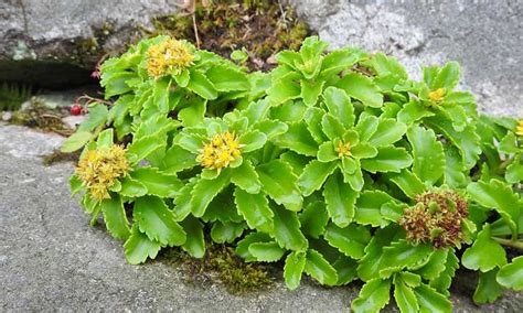 Sedum Kamtschaticum Care: Growing Russian Stonecrop | Epic Gardening