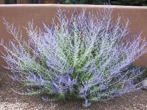 The 2 Minute Gardener Photo Russian Sage Perovskia Atriplicifolia