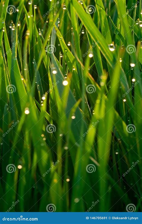 Grama Verde Gotas De Orvalho No Nascer Do Sol Na Mola Na