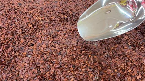 Cocoa Beans Are Harvested By Farmers And Dried In The Sun Cocoa Beans