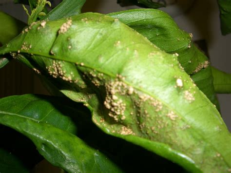 Lemon Tree Leaf Fungus Infoupdate Org