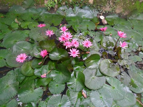 Free Images Blossom Leaf Flower Petal Pond Botany Garden Flora