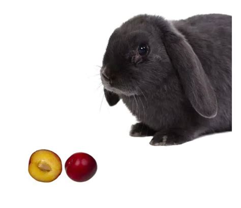 Can Rabbits Eat Plums Usa Rabbit Breeders