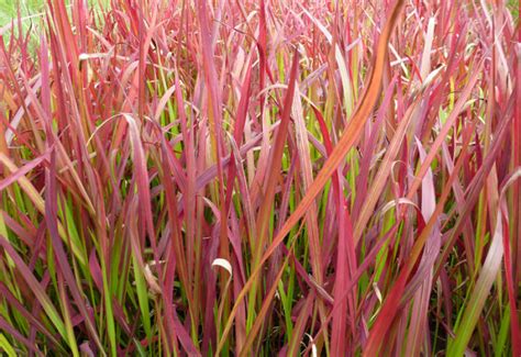 Imperata Cylindrica Red Baron Pflanzen Kaufen Online