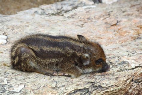 Young Wild Boar is Sleeping Stock Photo - Image of omnivores, green ...