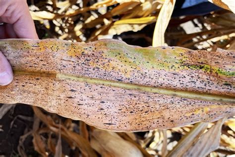 Tar Spot Of Corn Confirmed In Carroll Harrison And Marion Counties The Disease Is Showing Up