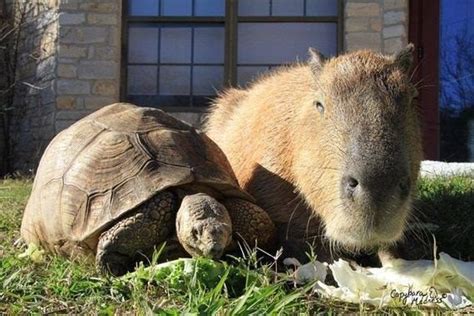 Capybara Is Introduced To Other Animals At Sanctuary, They Instantly ...