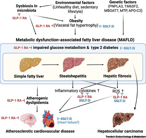 SGLT 2 Inhibitors And GLP 1 Receptor Agonists In Metabolic Dysfunction