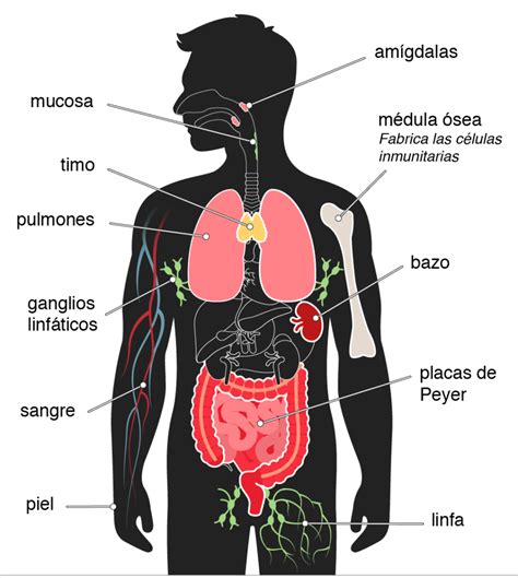 Esquema Del Sistema Inmunológico ¡fotos And Guía 2021