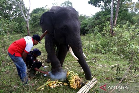 Kesehatan Gajah Sumatera Yang Terkena Jerat Membaik ANTARA News