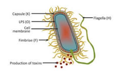 Module Gram Negative Rods Bacteria In The Enteric Tract Flashcards