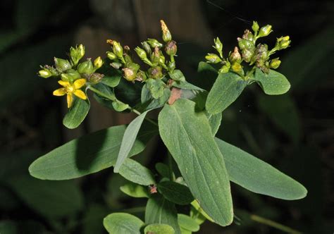 Hypericum Punctatum Hypericaceae Image At Phytoimages Siu Edu