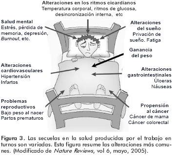 Venta Ejemplos De Ritmos Ultradianos En Stock