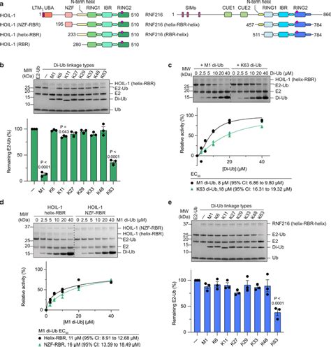 Hoil 1 And Rnf216 Are Allosterically Activated By Specific Di Ub Download Scientific Diagram