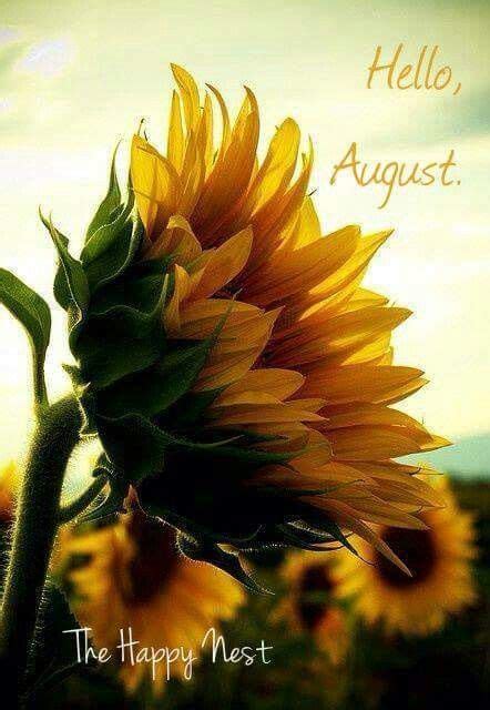 Hello August Sunflower Pictures Sunflower Fields Sunflower