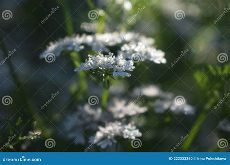 早安花园香菜花上的白花露滴 库存照片 图片 包括有 庭院 空白 春天 字段 背包 开花 香料 222333360