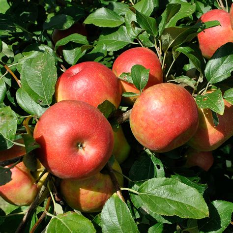 Honeycrisp Apple Tree Stark Bros Canada