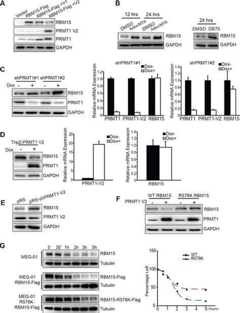 Cross Talk Between Prmt1 Mediated Methylation And Ubiquitylation On