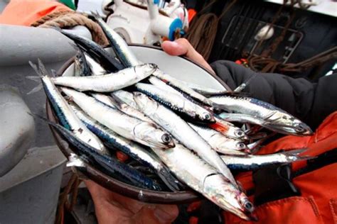 La Anchoveta Y La Importancia En La Pesca Artesanal Un Futuro Sin