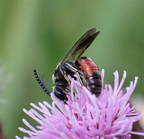 Sphecodes Scabricollis Male Whiteford Burrows The Gower Flickr