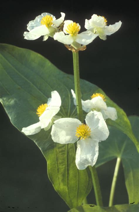 Sagittaria Latifolia Edible Wholesale Outlet Dpise2022 Dps Uminho Pt