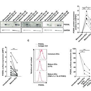 Podxl Is Expressed In Human Monocyte Derived Immature Dcs A