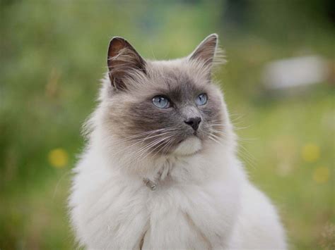 Essential Ragdoll Cat Care Traits And Breed Guide