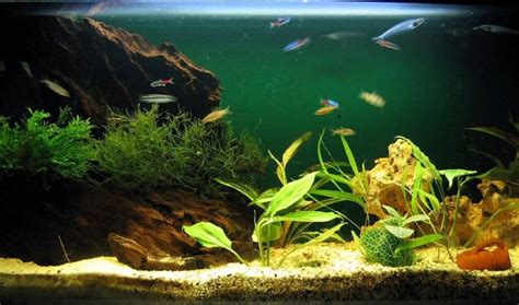 C Mo Montar Un Acuario Plantado