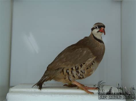 Brown mutation of the Chukar partridge (Alectoris chukar), breeding ...