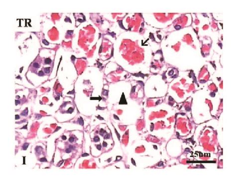 Histology Of Renal Tissue Normal Histological Characteristics Of