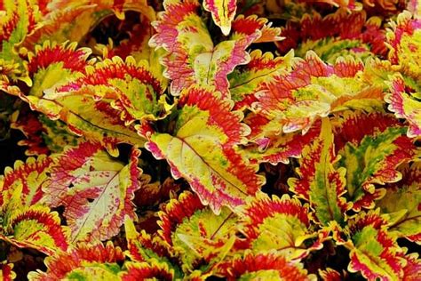 Coleus Leaves Turning Yellow 4 Causes Solutions And Best Care Tips