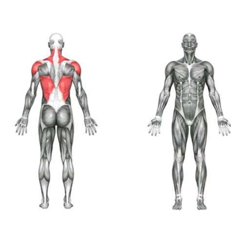 Back Curl Bar Row By Saranyapong T Exercise How To Skimble