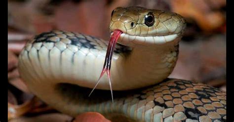 C Mo Act A El Veneno De Serpiente Tipos Y Efectos En El Organismo