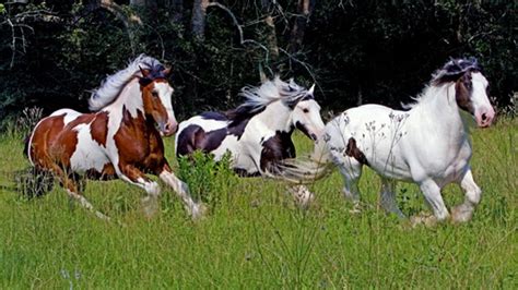 American Paint Horse Wallpapers Wallpaper Cave
