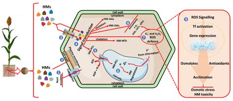 Plants Free Full Text Applications Of Metabolomics For The