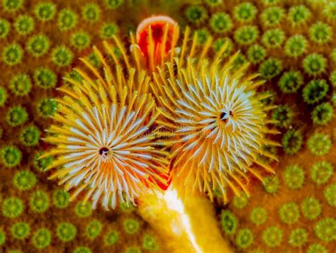 Christmas Tree Worm on Coral Stock Photo - Image of dive, reef: 110636514