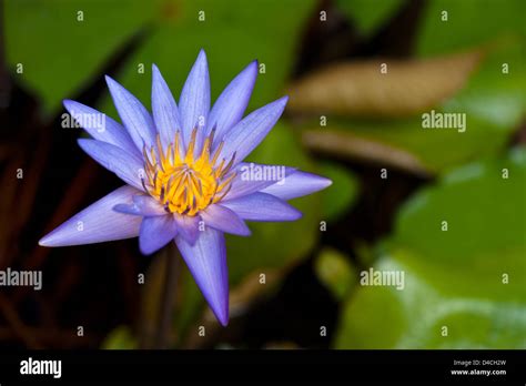 Beautiful Water Lily In A Small Water Pond Stock Photo Alamy