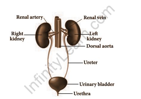 Human Excretory System Diagram Labeled