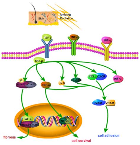 Radiation Induced Skin Injury Pathogenesis Treatment And Management