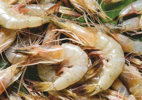 Tips Mengolah Udang Agar Tetap Segar Dan Tidak Amis Super Indo