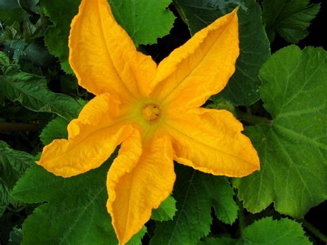 Courgette Flower Healthy Garden Food Garden Fruit Garden Edible Garden Vegetable Garden