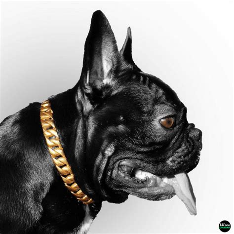 Miami Cuban Link Gold Dog Collar - BIG DOG CHAINS — BIG DOG CHAINS ...