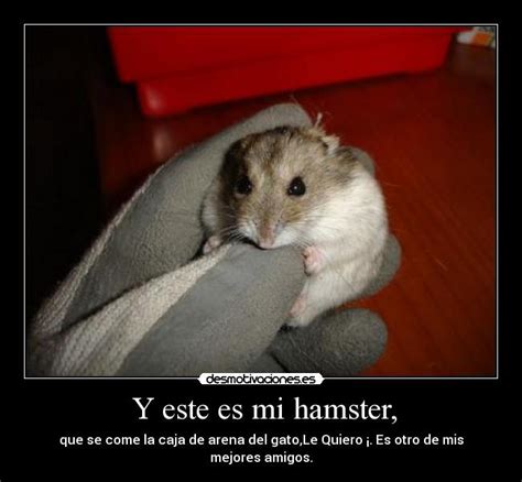 Lbumes Foto Como Saber Si Mi Hamster Esta Muerto O Hibernando Alta